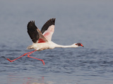Lesser Flamingo (Phoenicopterus Minor) Adult Taking Flight  Kenya  Africa