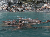 A Herd of Steller Sea Lions (Eumetopias Jubatus) at a Rookery Area  Prince William Sound  Alaska