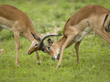 Impala  (Aepyceros Melampus) Bucks Fighting  Masai Mara Game Reserve  Kenya