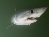 Porbeagle Shark (Lamna Nasus)  Bay of Fundy  New Brunswick  Canada  Atlantic Ocean