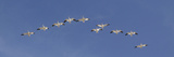 Snow Geese Flock Flying in a V Formation  Bosque Del Apache National Wildlife Refuge  New Mexico