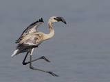 Lesser Flamingo (Phoenicopterus Minor) Juvenile Landing  Kenya  Africa
