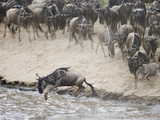 Wildebeests or Gnus Jumping into the Mara River to Cross During Migration