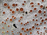 Close Up of a Lichen  Puracâ» National Park  Colombia