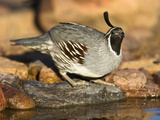 Gambel's Quail Drinking at a Desert Waterhole (Callipepla Gambelii)  Southwestern USA