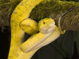 Green Tree Python (Morelia Viridis)  New Guinea  Captivity