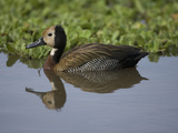 White-Faced Whistling Duck  Dendrocygna Viduata and Southern Africa