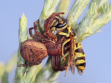 Crab Spider Eating a Yellow Jacket