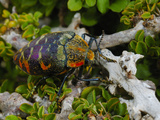 Colorful Beetle (Julodis Clouei) Endemic to Socotra  Yemen
