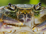 Freshwater Crab Face (Potamon Fluviatile)  Europe