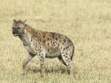 Spotted Hyena (Crocuta Crocuta) Masai Mara Game Reserve
