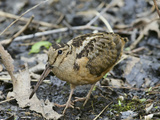 American Woodcock (Scolopax Minor)