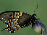 Spicebush Swallowtail Butterfly (Papilio Troilus)  Family Papilionidae  Ohio  USA