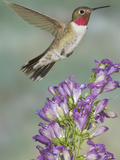 Broad-Tailed Hummingbird (Selasphorus Platycercus) Male Flying