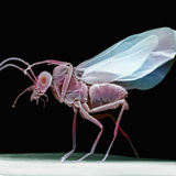 Lateral View of a Wasp  SEM