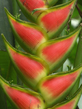 Heliconia Flower (Heliconia Wagneriana)  Bastimentos National Park  Bocas Del Toro  Panama