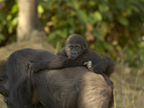 Western Lowland Gorilla (Gorilla Gorilla Gorilla) Mother and Young  Captive