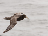 Southern Giant Petrel in Flight (Macronectes Giganteus)  Falkland Islands