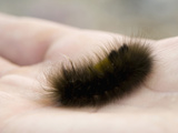 Arctic Woollybear Caterpillar (Gynaephora Groenlandica) Lives to Be 14 Years Old as a Caterpillar