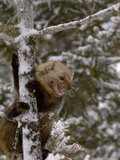 Pine Marten (Martes Americana) Snarling in a Snowy Tree  USA