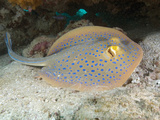 Blue-Spotted Fantail Ray (Taeniura Lymma)  Ningaloo Reef Western Australia  Indian Ocean