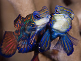 A Pair of Mating Mandarinfish (Synchiropus Splendidus)