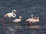 Greater Flamingo  Phoenicopterus Ruber  and Four Lesser Flamingos