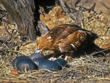 Black-Breasted Buzzard (Hamirostra Melanosternon) Drinking from Emu Egg