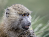 Olive Baboon Eating Grass (Papio Anubis)  Kenya