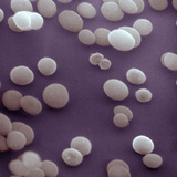 Staphylococcus Aureus Bacteria
