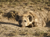 Spotted Hyena at Den Opening (Crocuta Crocuta)  Serengeti National Park  Tanzania