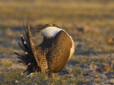 Male Greater Sage-Grouse (Centrocercus Urophasianus)