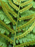 Sori on a Frond of a Southern Wood Fern  Dryopteris Ludoviciana  USA
