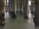 Various Marine Invertebrates on the Pilings of Malibu Pier  a Form of Intertidal Zonation