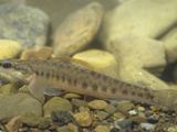 Slenderhead Darter  Percina Phoxocephala  Eastern USA