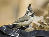 Bridled Titmouse (Baeolophus Wollweberi) Drinking at a Man-Made Pond  USA