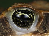 Eye of the Marine Toad or Cane Toad (Bufo Marinus)