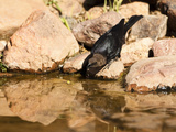 Brown-Headed Cowbird Drinking from a Waterhole (Molothrus Ater)  Arizona  USA