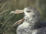 Giant Petrel Head Showing its Bill and Tongue  Macronectes Giganteus  Hercules Bay  South Georgia