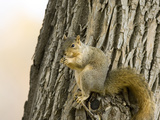 Eastern Fox Squirrel (Sciurus Niger)  USA