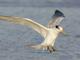 Royal Tern in Winter Plumage Landing  Sterna Maxima  Southern USA