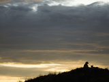 Cheetahs (Acinonyx Jubatus) Resting on a Hill at Dusk