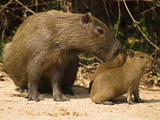 Adult Capybara (Hydrochaeris Hydrochaeris) with Young  Pantanal  Brazil  South America