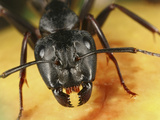 Black Garden Ant (Lasius Niger) on Fruit Showing Facial Structures