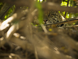 Jaguar (Panthera Onca) Along a Riverbank in Brazil's Pantanal Wetlands