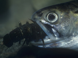 Brook Trout  Salvelinus Fontinalis  Eating a Hellgrammite or Dobsonfly Larva  USA