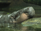 Pygmy Hippopotamus (Choeropsis Liberiensis)  West Africa