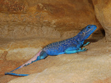 Anderson's Rock Agama Male (Acanthocercus Adramitanus)  a Common Lizard in the Mountains of Yemen