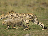 Adult Cheetah (Acinonyx Jubatus) with Young in Stalking Posture  Masai Mara  Kenya