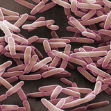 Bacillus Subtilis is a Rod Shaped  Gram-Positive Bacteria  SEM
